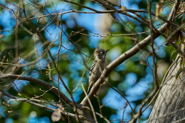 Species Image