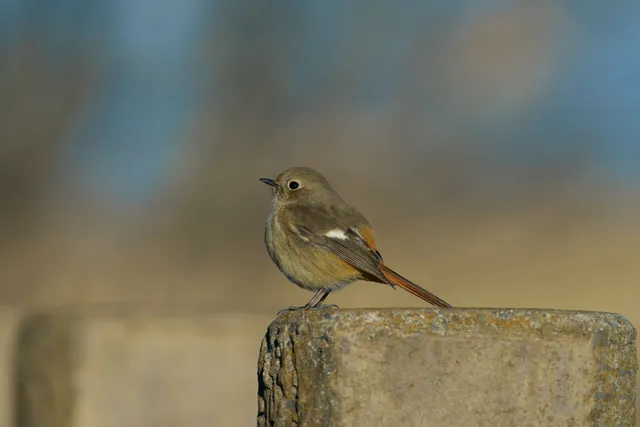Species Image
