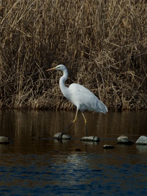Species Image