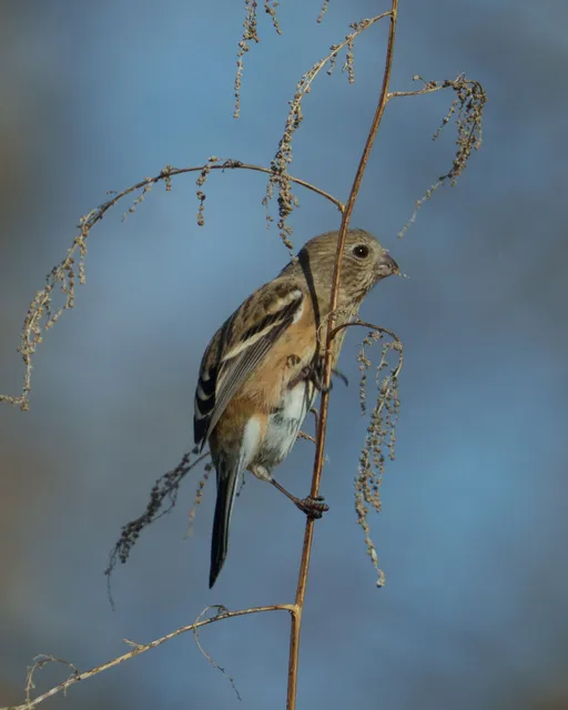 Species Image