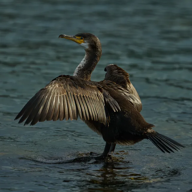 Species Image