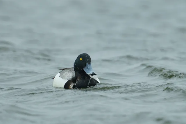 Species Image