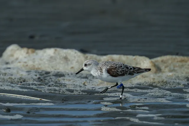 Species Image