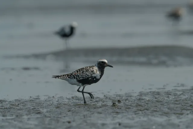 Species Image