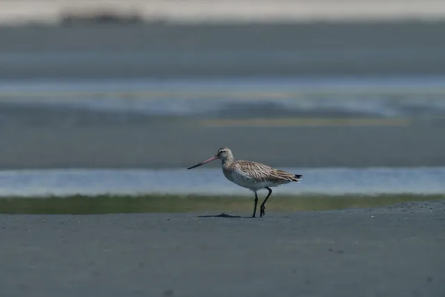 Species Image