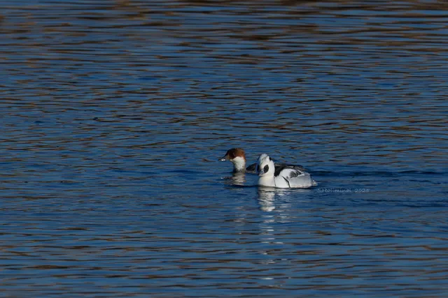 Species Image