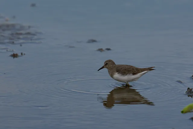 Species Image