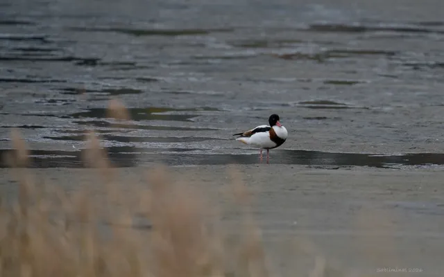 Species Image