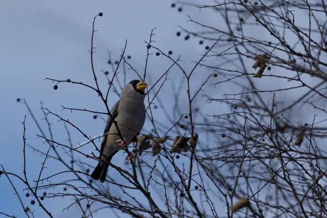 Species Image
