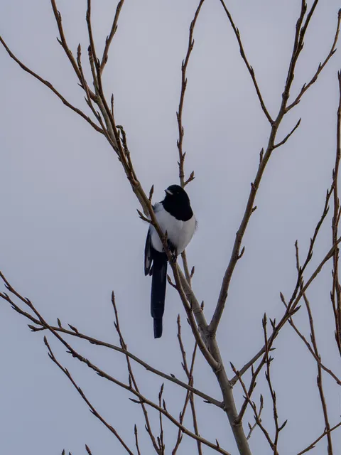 野鳥の写真