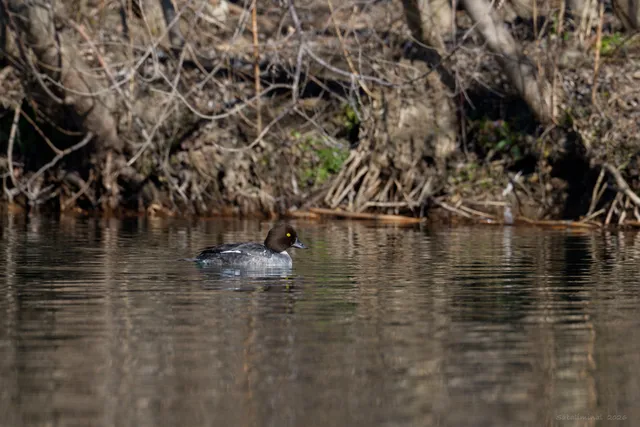 Species Image