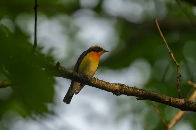 Species Image