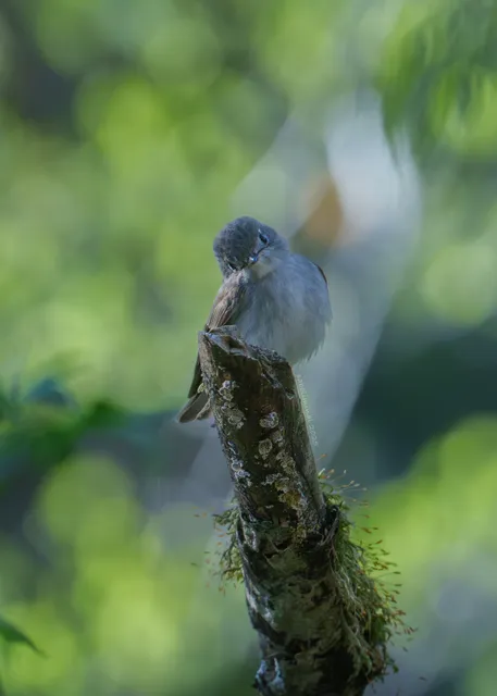 Species Image