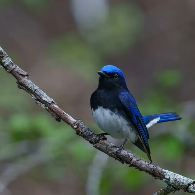 Species Image