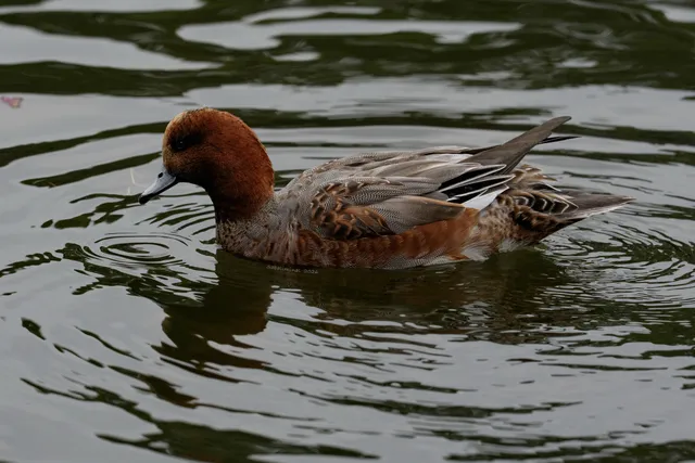 Species Image