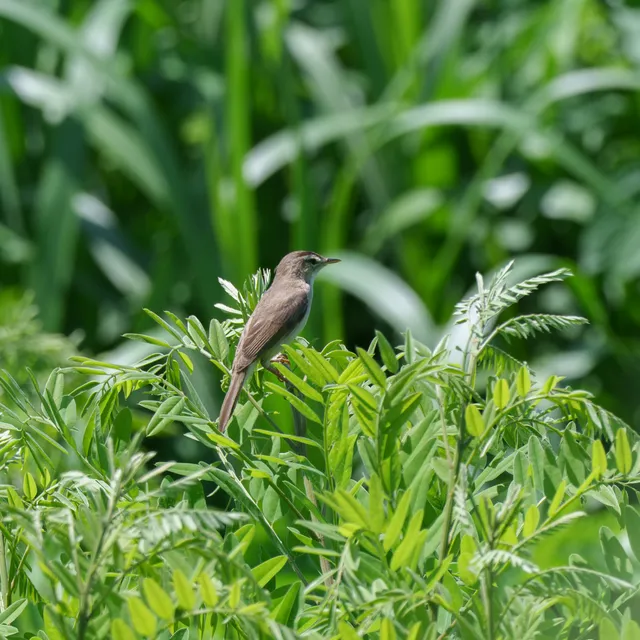 Species Image