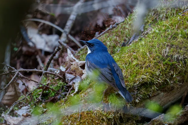 Species Image
