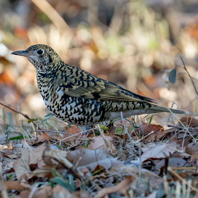 Species Image