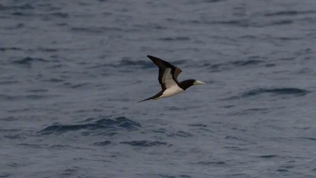 Species Image