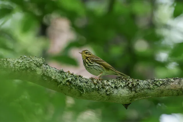 Species Image