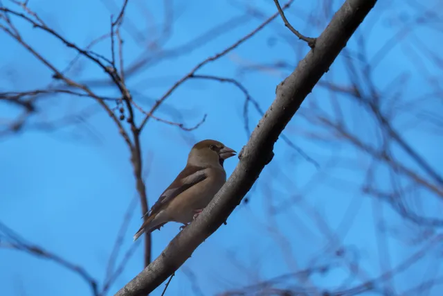 Species Image
