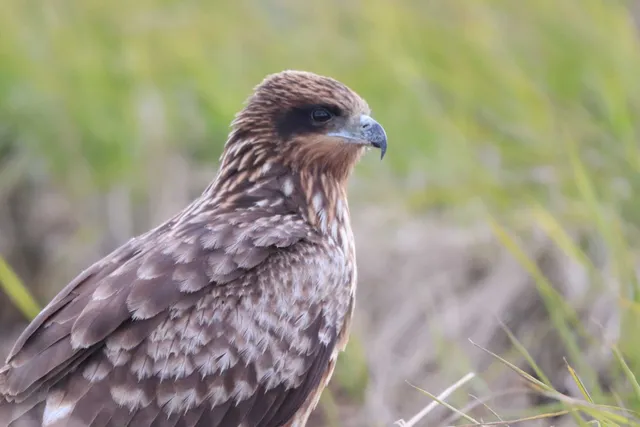 Species Image