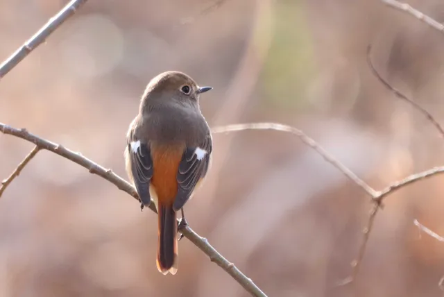 Species Image