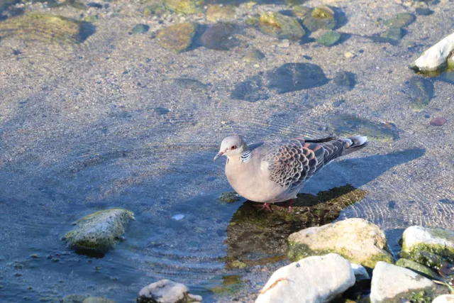 Species Image