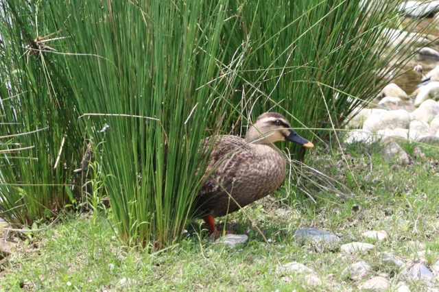 Species Image