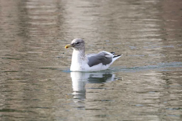 Species Image