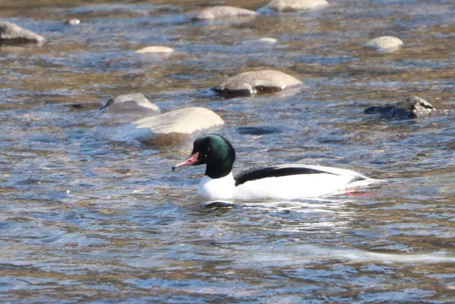 Species Image