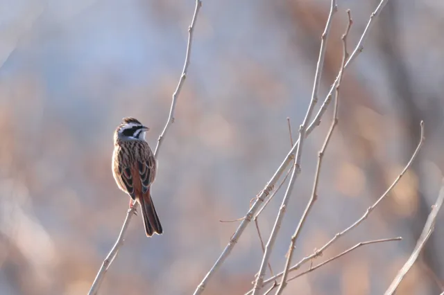 Species Image