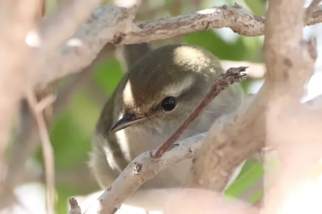 Species Image