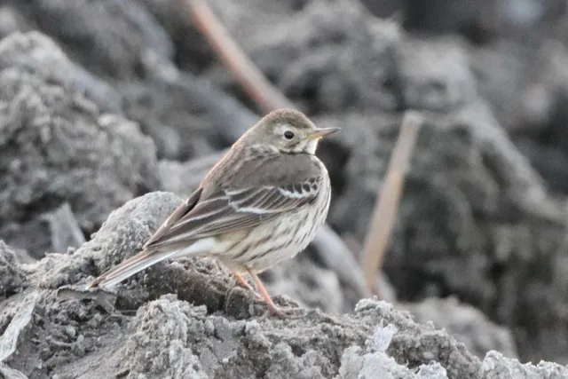 Species Image