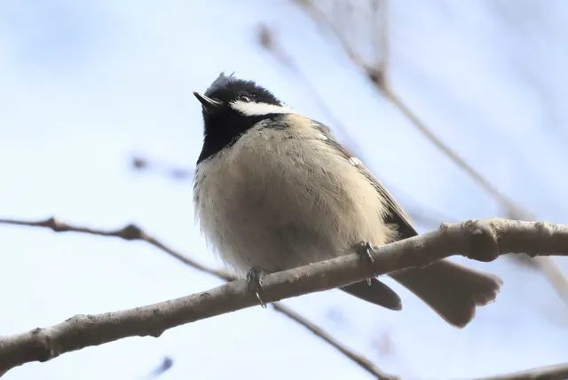 Species Image