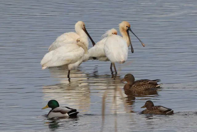 Species Image