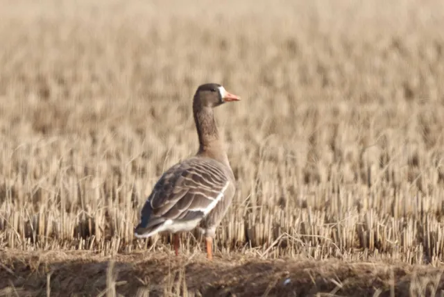 Species Image