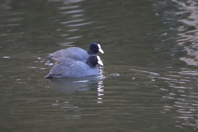 Species Image