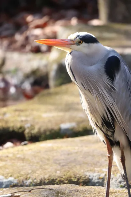 Species Image