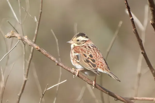 Species Image