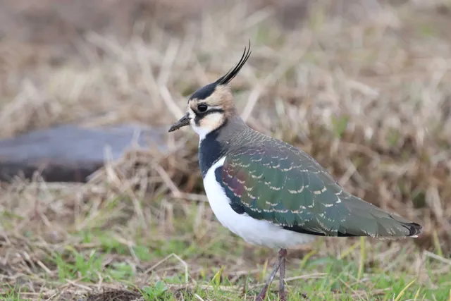 Species Image
