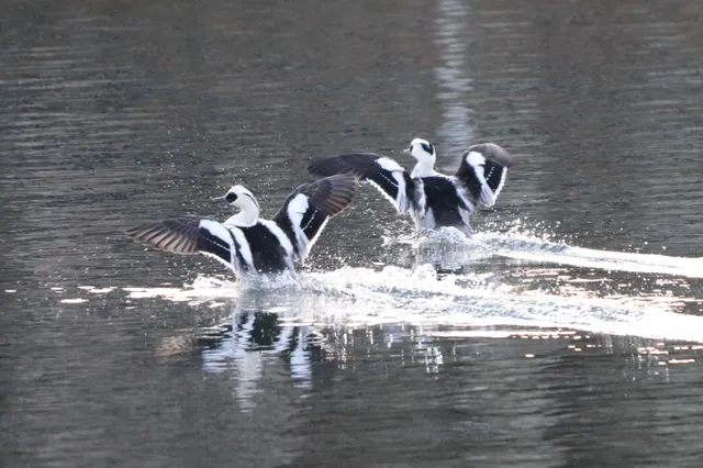 Species Image