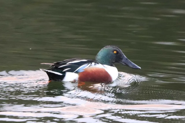 Species Image