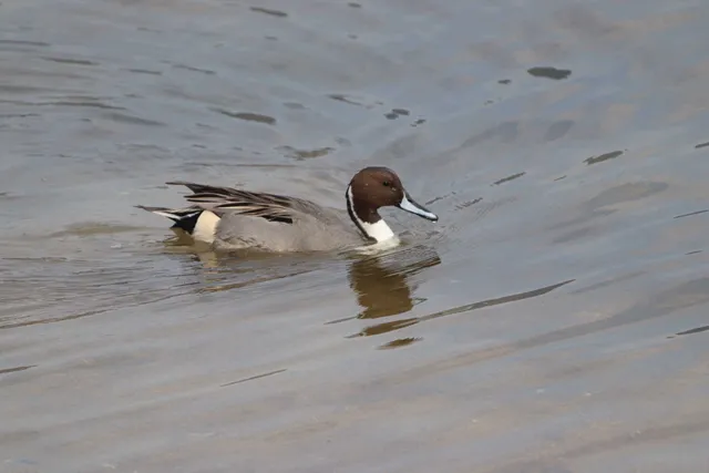 Species Image