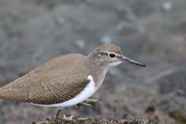 Species Image