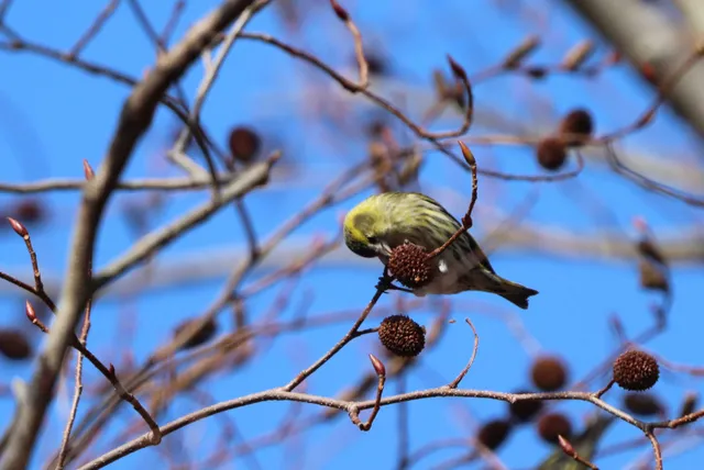 Species Image