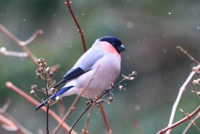 Species Image