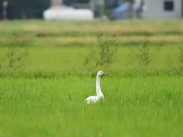 Species Image
