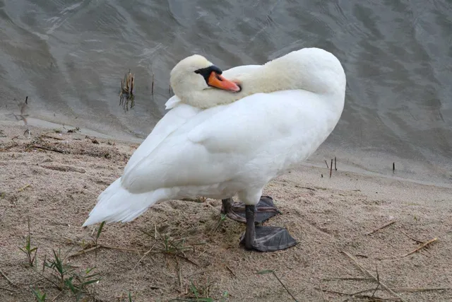 Species Image