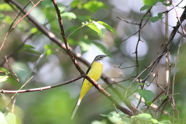 Species Image